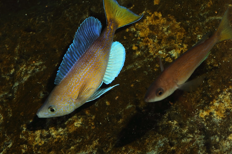 Cyprichromis pavo 'Katete'